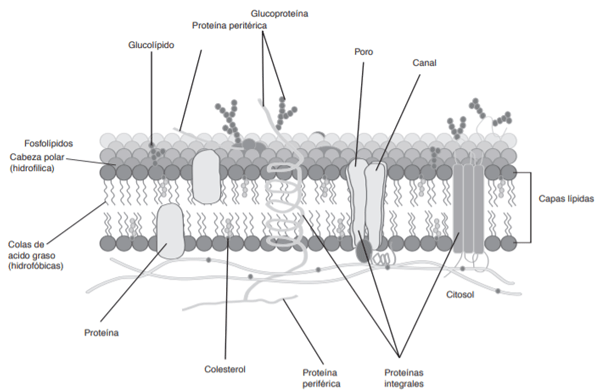 Figura N.10 Composición de la membrana celular (Membrana lipídica)[30].