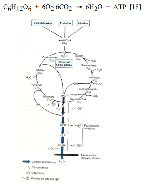 Figura N. 4.Ciclo del ácido cítrico(Krebs):Vía catabólica para Acetil-Coa, Fosforilacion oxidativa en cadena respiratoria[18]