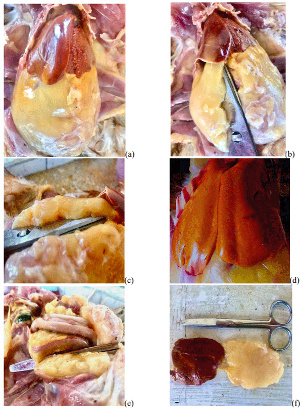 Imagen N.1 Hígado graso en ponedoras comerciales de 50 semanas de edad (a,b),Hígado friable a,b,f) Exceso de grasa corporal en abdomen(c,d) (Fotos: John Jairo Salazar-Inmunopatologia 2021).