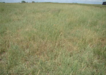 Pastura de Setaria kazungula, en sequía, febrero 2012. EEA Reconquista.