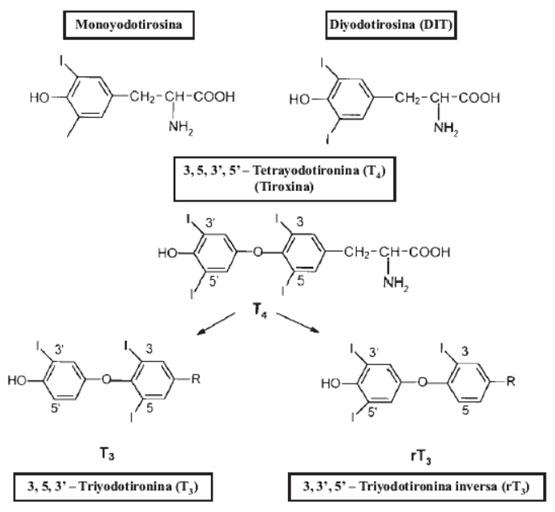Estructura química de los principales compuestos yodados de la glándula tiroides.