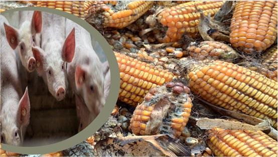 El efectos de las micotoxinas en los cerdos - Image 1