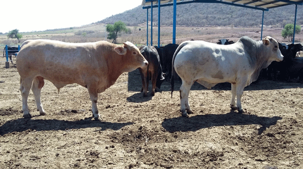 Ejemplo de la calidad de ganado que se produce cuando existe coordinación de esfuerzos entre las diferentes áreas del corral de engorda (Los Migueles, Culiacán, Sin.)