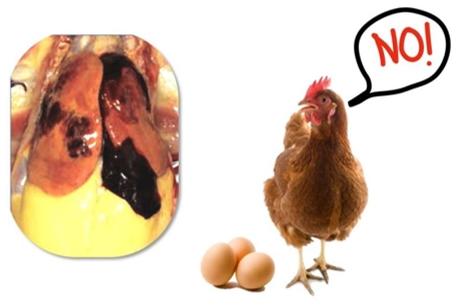 La relación entre los huevos y la salud del hígado - Image 1