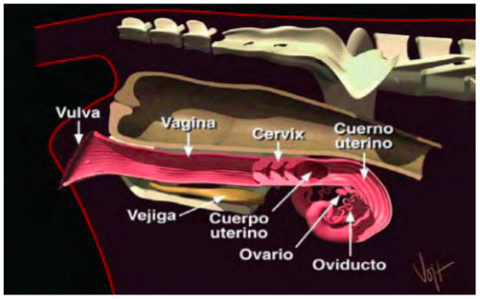 Ubicación anatómica del aparato reproductor vista lateral