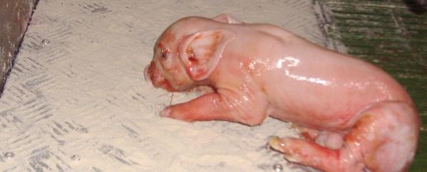 Mortalidad neonatal en lechones - Image 2