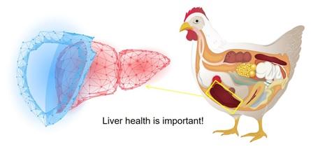 ¿Por qué es tan importante para la salud del hígado de las aves? - Image 1