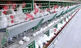 Influenza aviar: brote mundial requiere la revisión de procesos - Image 2