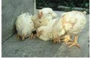 Influenza aviar: brote mundial requiere la revisión de procesos - Image 19