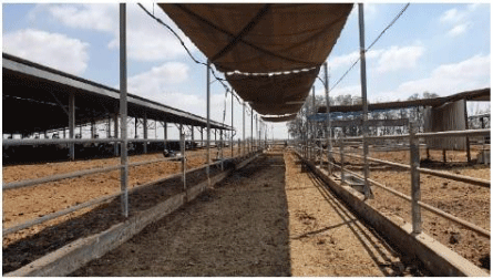 Protección contra la radiación solar directa e indirecta: un factor importante para las vacas lecheras en veran - Image 1