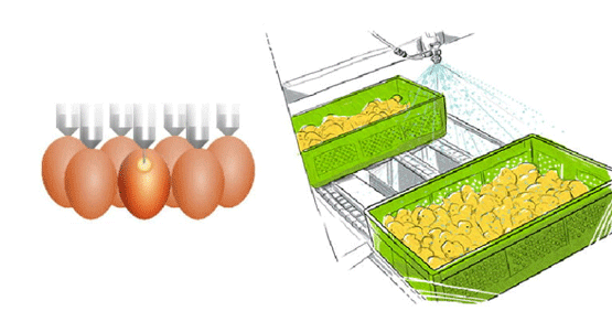 Colonización temprana in ovo o vía spray: impactos en la calidad de los pollitos