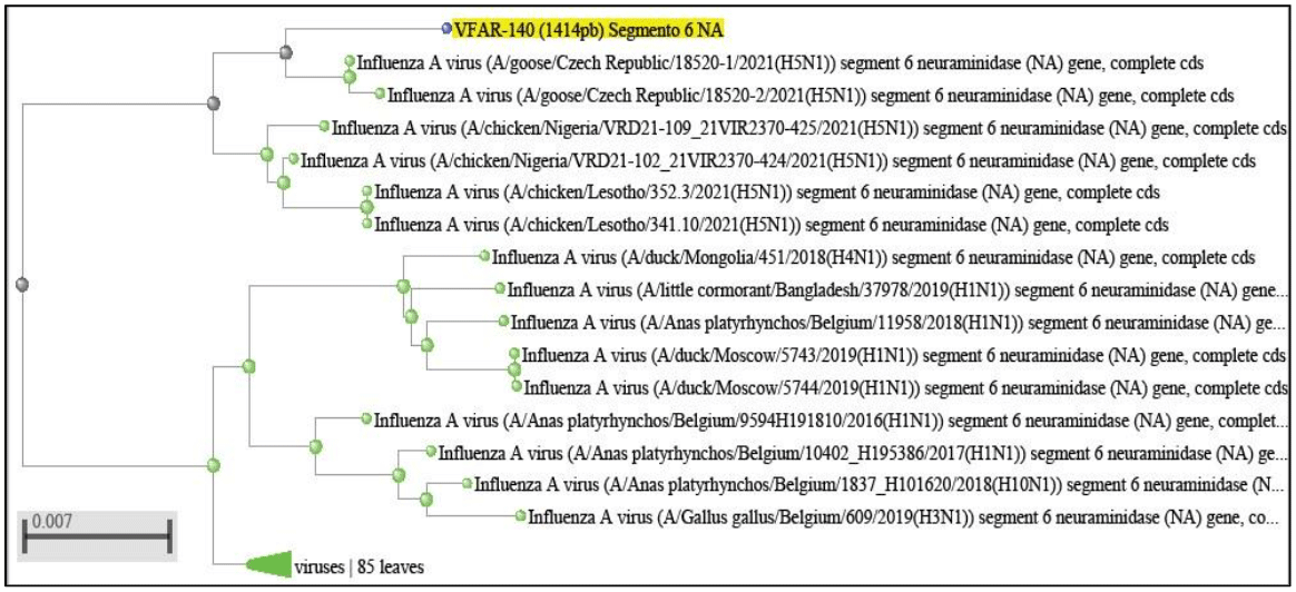 Identificación del Aislado de una Cepa del Virus de Influenza Aviar (AIV) H5N1 - Clado 2.3.4.4B en Perú - Image 7