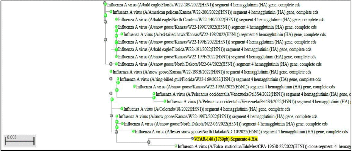 Identificación del Aislado de una Cepa del Virus de Influenza Aviar (AIV) H5N1 - Clado 2.3.4.4B en Perú - Image 3