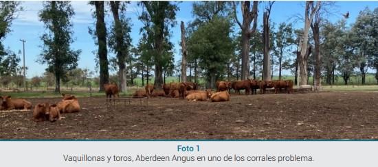 Mortandad en bovinos, equinos y ovinos asociada al consumo de alfalfa infestada con el escarabajo “7 de oro” (Astylus atromaculatus) - Image 1