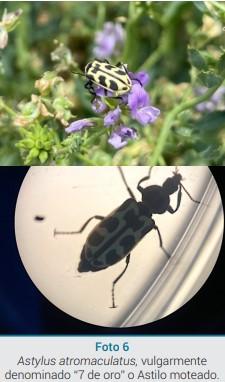 Mortandad en bovinos, equinos y ovinos asociada al consumo de alfalfa infestada con el escarabajo “7 de oro” (Astylus atromaculatus) - Image 5