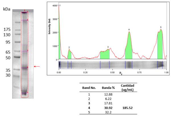 Figura 4. Perfil proteico de la vacuna inactivada AIV subtipo H5N1 VFAR-140 por SDS-PAGE.