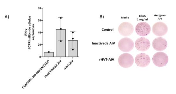 Figura 7: ELISPOT IFN-γ de pollos vacunados contra AIV. (A) Número de células formadoras de punto (CFP) por millón de células esplénicas. Los esplenocitos de cada animal (n = 3 por cada grupo inmunizado); rHVT-AIV e inactivada AIV H5N1 VFAR-140, y n = 1 grupo control no inmunizado) fueron cultivados en presencia del antígeno AIV H5N1 (VFAR-140). (B) Imágenes representativas de la placa obtenida. Los esplenocitos de cada animal fueron cultivados en presencia de Medio (sin estímulo), ConA (estimulo inespecífico) y antígeno de AIV H5N1 VFAR-140 (estimulo específico), se observan los puntos en respuesta al estímulo.