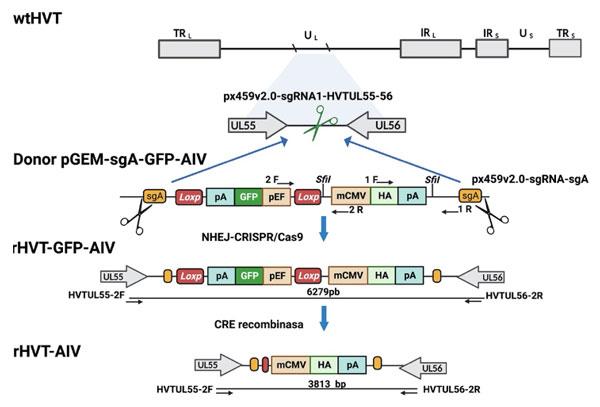Figura 2. Muestra la estrategia utilizada para la generación del virus rHVT-AIV H5 por la tecnología CRISPR/Cas9-NHEJ. Utilizando los plásmidos y sgRNAs: pGEM-sgA-GFP-AIV, px459v2.0-sgRNA-sgA, y px459v2.0-sgRNA1-HVTUL55-56.