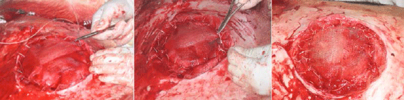 Tratamiento Quirúrgico de Hernias Umbilicales en Bovinos Mediante el Uso de Material Protésico - Image 10