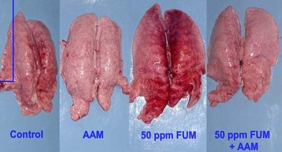 Evaluación de aditivos anti-micotoxinas en la protección de órganos blancos en Aves y cerdos - Image 5