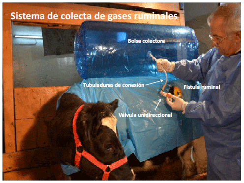 Producción de energía a partir de los gases ruminales del bovino - Image 17