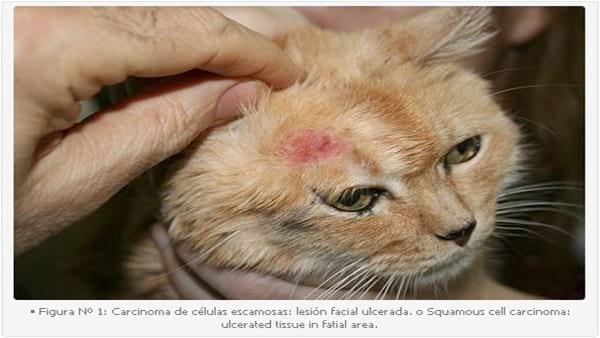 Tratamiento Tópico del Carcinoma de Células Escamosas (CCE) Cutáneo Felino en Forma Tópica con 5 Fluoruracilo (5 FU): Descripción de un Caso Clínico. - Image 1