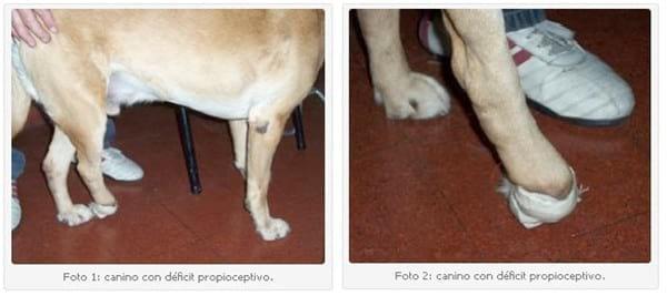 Mielopatía Degenerativa en caninos raza boxer: Aproximación diagnóstica y manejo terapéutico. - Image 1
