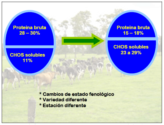Manejo nutricional del metabolismo proteico en vacas en lactancia pastoreando praderas ricas en proteina - Image 5