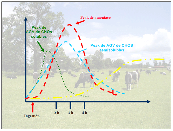 Manejo nutricional del metabolismo proteico en vacas en lactancia pastoreando praderas ricas en proteina - Image 6