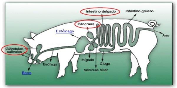 Experiencias en la nutrición del cerdo con enzimas funcionales - Image 12