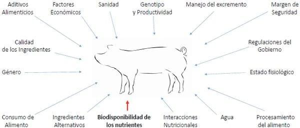 Experiencias en la nutrición del cerdo con enzimas funcionales - Image 3