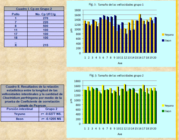 Longitud de las vellosidades intestinales y cantidad de Clostridium perfringens en pollos parrilleros de 6 semanas de edad - Image 2