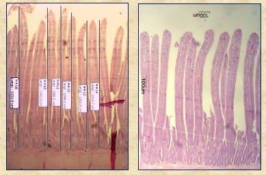 Longitud de las vellosidades intestinales y cantidad de Clostridium perfringens en pollos parrilleros de 6 semanas de edad - Image 1