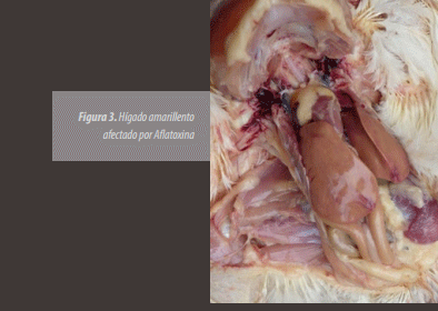 Identificación de Lesiones Asociadas con Micotoxinas en Mataderos - Image 6