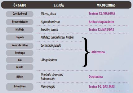 Identificación de Lesiones Asociadas con Micotoxinas en Mataderos - Image 9