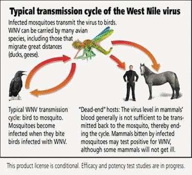 Virus del Nilo Occidental: Comunicado de la Asociación Argentina Veterinaria Equina - Image 8