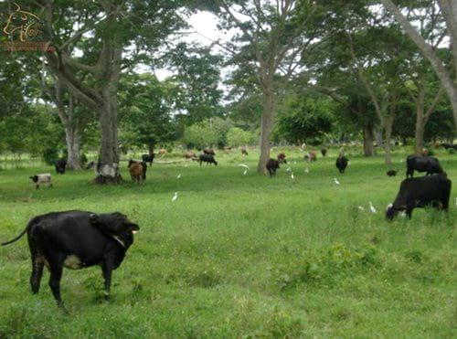 La ganadería racional toma fuerza en América Latina - Image 3