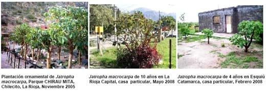 Jatropha, Perspectivas para la República Argentina - Image 9