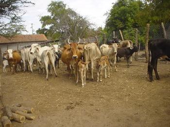 Estimacion del peso vivo de los bovinos en el Municipio de Nocupetaro, a traves del perimetro toraxico, abdominal y la longitud corporal - Image 6