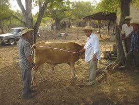 Estimacion del peso vivo de los bovinos en el Municipio de Nocupetaro, a traves del perimetro toraxico, abdominal y la longitud corporal - Image 1