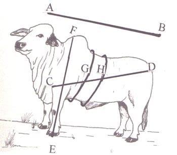 Estimacion del peso vivo de los bovinos en el Municipio de Nocupetaro, a traves del perimetro toraxico, abdominal y la longitud corporal - Image 3