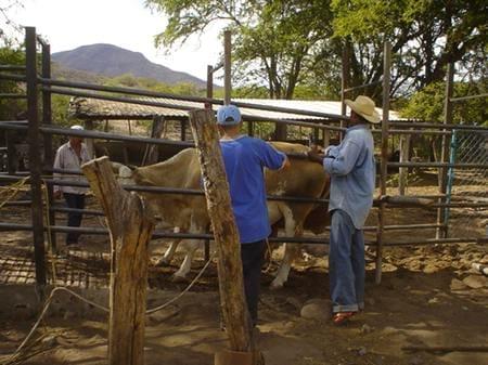 Estimacion del peso vivo de los bovinos en el Municipio de Nocupetaro, a traves del perimetro toraxico, abdominal y la longitud corporal - Image 7