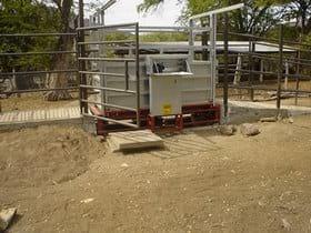 Estimacion del peso vivo de los bovinos en el Municipio de Nocupetaro, a traves del perimetro toraxico, abdominal y la longitud corporal - Image 5