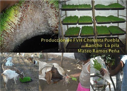 Producción de forraje verde en la mixteca poblana una alternativa nutricional para la época de sequía - Image 10