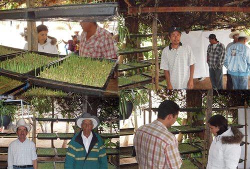 Producción de forraje verde en la mixteca poblana una alternativa nutricional para la época de sequía - Image 12