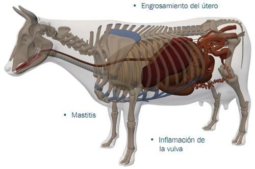 Enteroadsorbente para Vacas Lecheras - Image 2