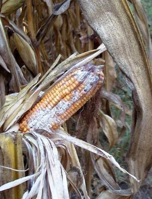 Reacción de cultivares a hongos productores de micotoxinas en maíz. Primera Parte - Image 2