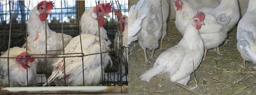 El bienestar animal en gallinas ponedoras - Image 1